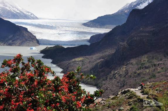 Flores vermelhas e a geleira Grey compõe esse belo cenário do parque nacional Torres del Paine, no sul do Chile